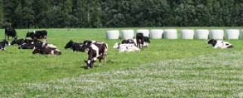 Valkoinen apila leikattavilla niityillä Valkoinen apila leikattavilla niityillä