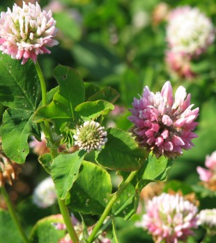 Liblikõieliste kultuuride eluks vajalikud bakterid Liblikõieliste kultuuride eluks vajalikud bakterid